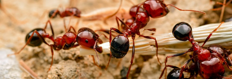 Invasion de fourmis à Paris